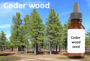 Ceder wood oil essential oil