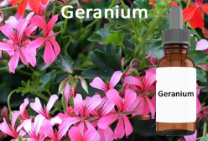 Geranium essential Oil